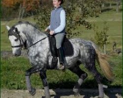 stallion Pattys Bengt (Connemara Pony, 1997, from Bengt)