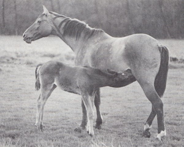 broodmare Orchidee (Trakehner, 1958, from Altgesell)