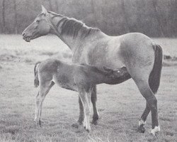 broodmare Orchidee (Trakehner, 1958, from Altgesell Il Mo 1161)