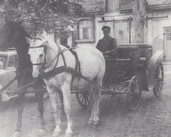 Zuchtstute Herdis (Trakehner, 1953, von Sandplatz)