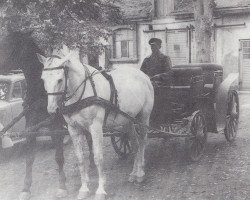 Zuchtstute Herdis (Trakehner, 1953, von Sandplatz)