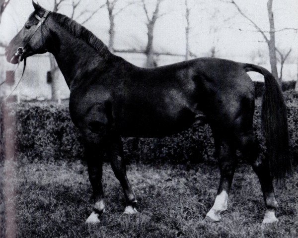stallion Sascha 3306 (Mecklenburg, 1968, from Sorent)
