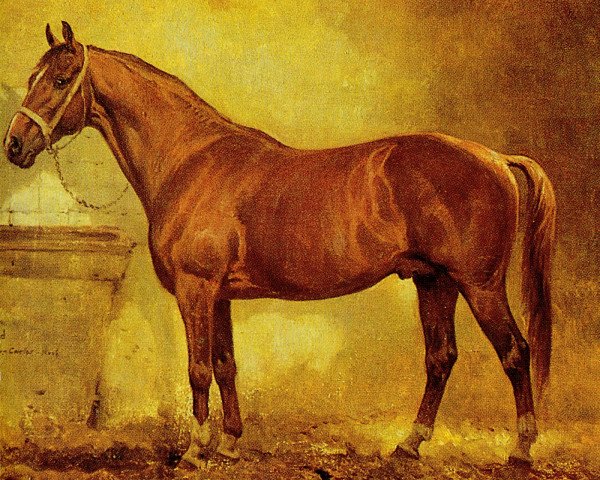 stallion Mailand (Brandenburg, 1910, from Maikäfer)
