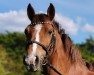 jumper Lehnmanns Pia (German Riding Pony, 2009, from The Braes My Mobility)