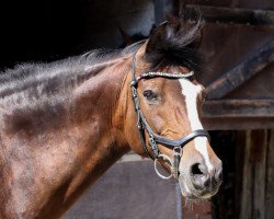 Springpferd Millie Vanillie (Deutsches Reitpony, 2004, von Halifax)