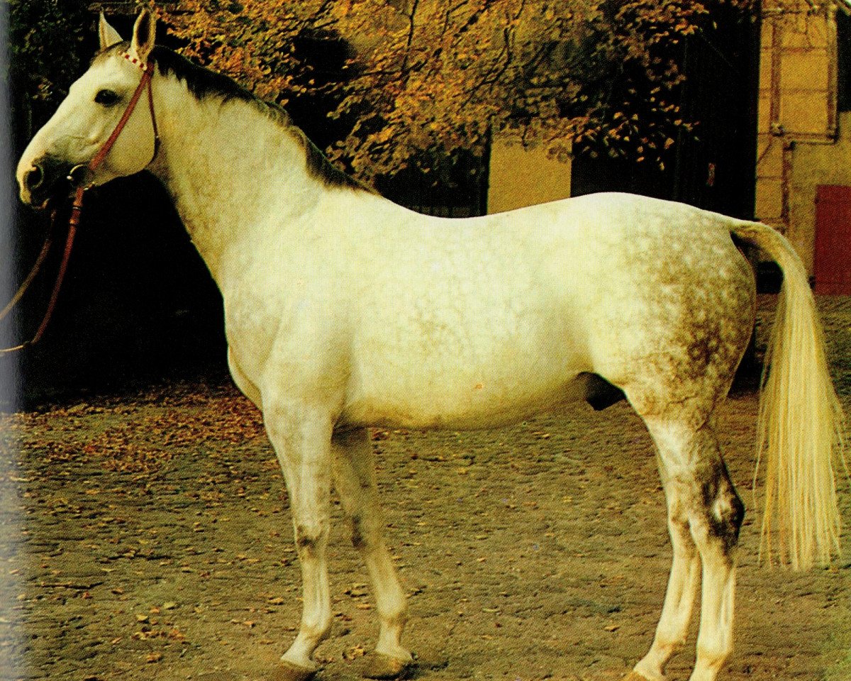 Deckhengst Jerome II 3389 (Edles Warmblut, 1975, von Jupiter II 2591)
