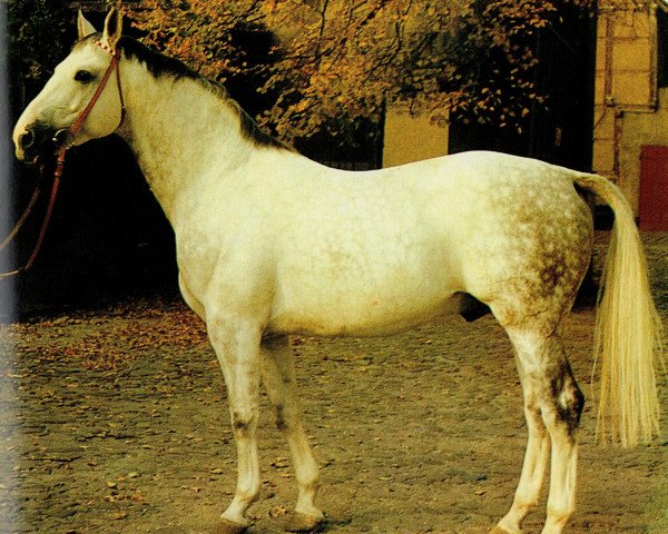 horse Jerome II (Noble Warmblood, 1975, from Jupiter II)