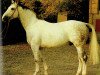 stallion Jerome II (Noble Warmblood, 1975, from Jupiter II)