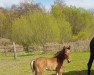 horse Hengst von Colman / Diarado (Oldenburg show jumper, 2019, from Colman)