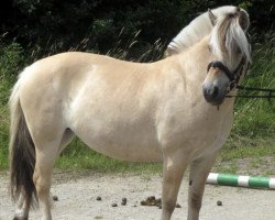 broodmare Fanta FJ 10951 (Fjord Horse, 1999, from Kastanjegårdens Felix)