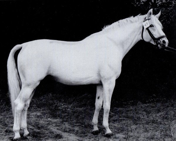 stallion Fanal (Trakehner, 1970, from Sturmwind II)