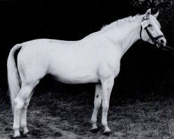 Deckhengst Fanal Mo 1316 (Trakehner, 1970, von Sturmwind II 2351)