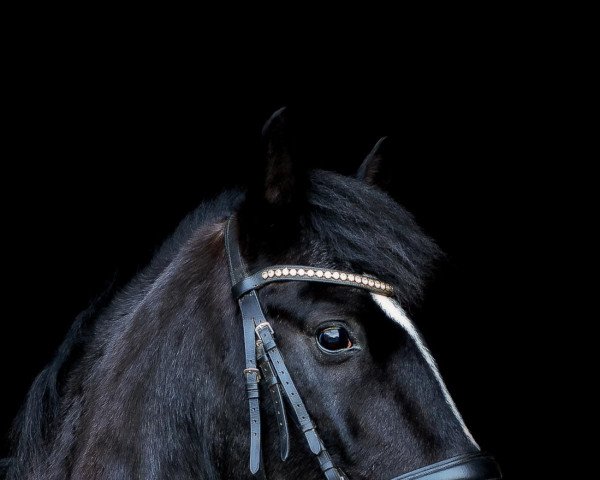 horse Echos de L‘etoile (Belgian Riding Pony, 2000, from Kantje's Elco)