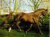 stallion Direx (Brandenburg, 1966, from Duell II)