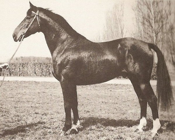 stallion Que d'Espoir (Selle Français, 1960, from Ibrahim AN)