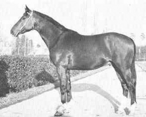 stallion Quai d'Orsay (Selle Français, 1968, from Que d'Espoir)