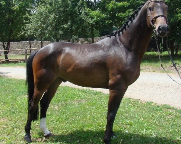 jumper Capitano (Czech Warmblood, 2008, from Con Cosmos)