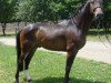 Springpferd Capitano (Tschechisches Warmblut, 2008, von Con Cosmos)