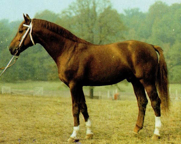 stallion Distrikt Mo 1359 (German Warmblood, 1975, from Direx)