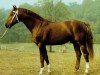 Pferd Distrikt Mo 1359 (Deutsches Reitpferd, 1975, von Direx)
