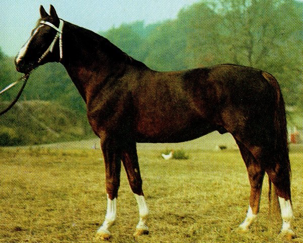 stallion Direcus (Thuringia, 1975, from Duran 2558)