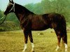 stallion Direcus (Thuringia, 1975, from Duran 2558)