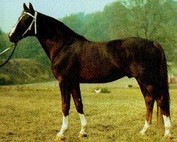 stallion Direcus 1363 (Noble Warmblood, 1975, from Duran 2558)