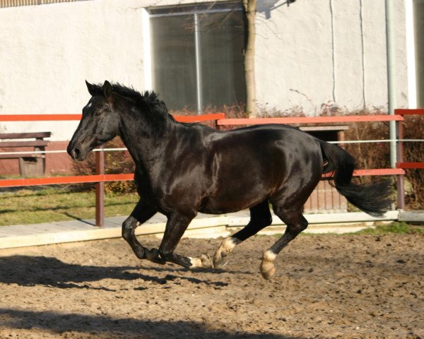 Pferd Fernblick (Oldenburger, 1994, von Feinbrand)