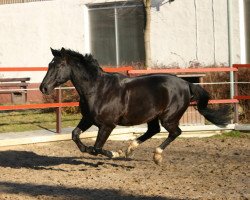 Pferd Fernblick (Oldenburger, 1994, von Feinbrand)