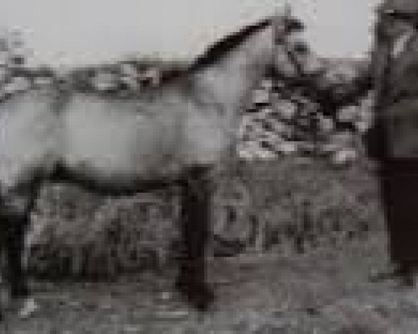 Zuchtstute Copper Bell (Connemara-Pony, 1961, von Clonkeehan Auratum)
