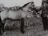 Zuchtstute Copper Bell (Connemara-Pony, 1961, von Clonkeehan Auratum)