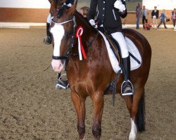 dressage horse Nobody (German Riding Pony, 1996, from Top Nordpol)