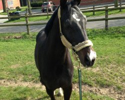 dressage horse Checkpoint Charly 5 (Oldenburg, 1994)