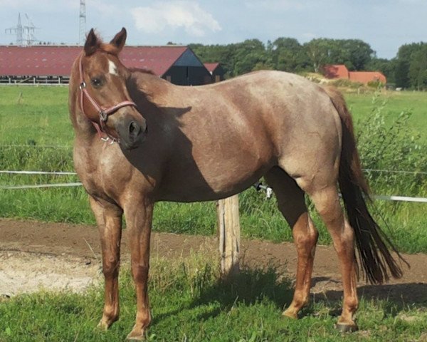 Pferd Melody (Welsh Pony (Sek.B), 1994, von Bokkesprong Czardas)