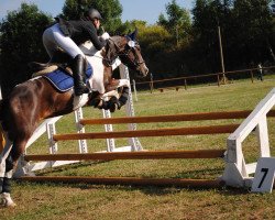 dressage horse Casy 14 (German Riding Pony, 2001)