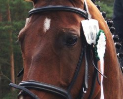 dressage horse Grace 317 (Westphalian, 2002, from Gralshüter)