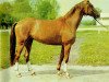 broodmare Waldamsel II (Noble Warmblood, 1982, from Adept)