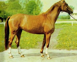 Zuchtstute Waldamsel II (Edles Warmblut, 1982, von Adept 2602)