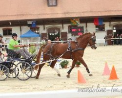 stallion Lambado Boy (Freiberger, 1992, from Luxeur)