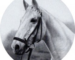 Pferd Neuschnee (Trakehner, 1956, von Markwart 916)