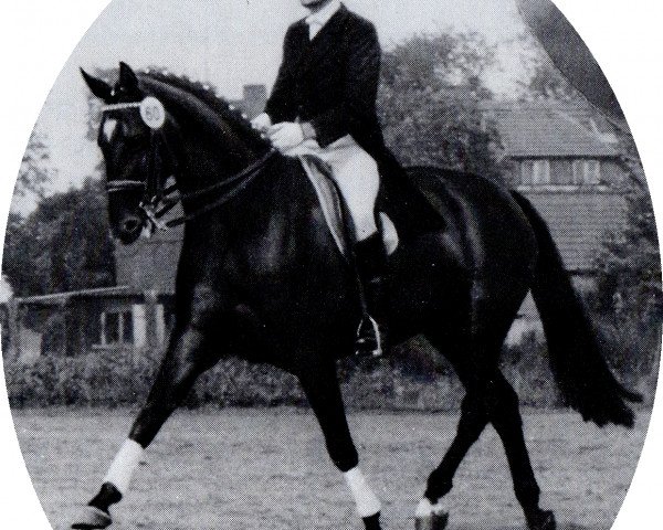 Pferd Markolf (Edles Warmblut, 1976, von Modus xx)