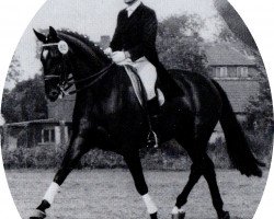 horse Markolf (Noble Warmblood, 1976, from Modus xx)