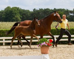 horse Flame Olympic G (Hannoveraner, 2014, from Fantastic)