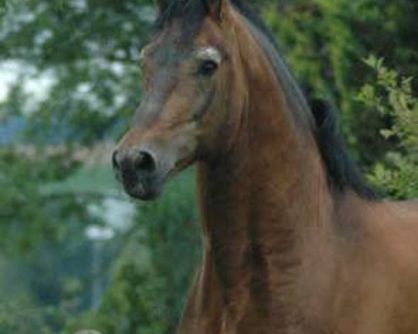 stallion Redaktor (Freiberger, 1987, from Romarin)