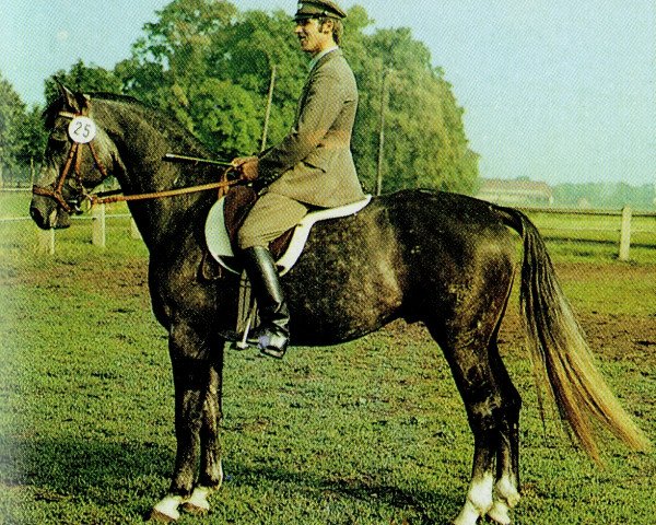 stallion Kontrast (Brandenburg, 1979, from Kontakt)