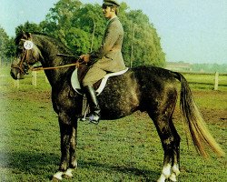 stallion Kontrast 2698 (Brandenburg, 1979, from Kontakt 2616)