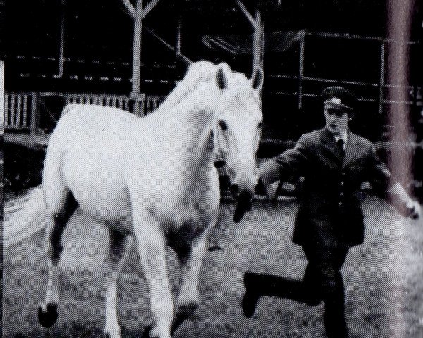 stallion Kontakt (Brandenburg, 1973, from Komet)