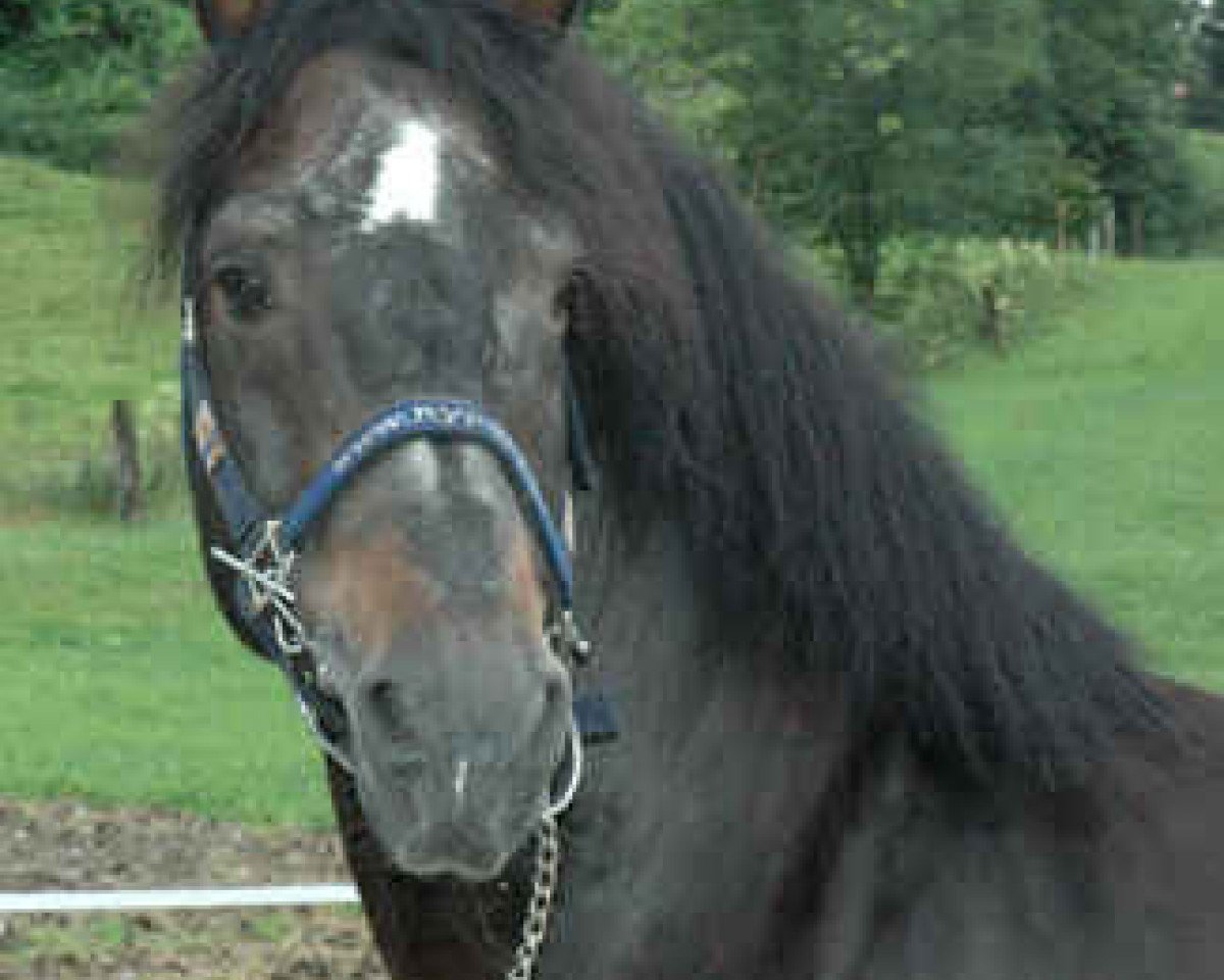 Deckhengst Ecossais (Freiberger, 1990, von Estafette)