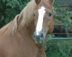 stallion Louis (Freiberger,  , from Lorrain)