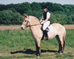 broodmare Ginger (Fjord Horse, 1987, from Foss)